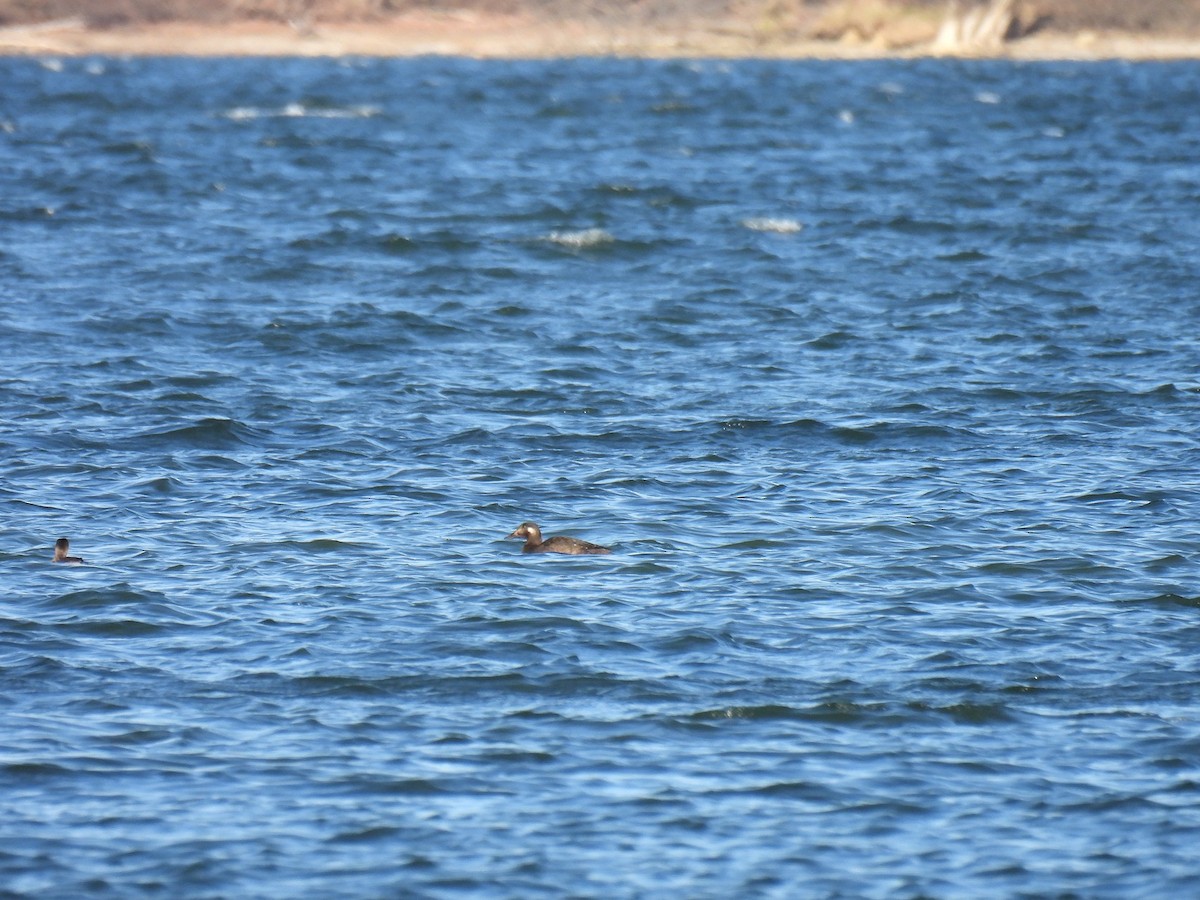 White-winged Scoter - ML645351819