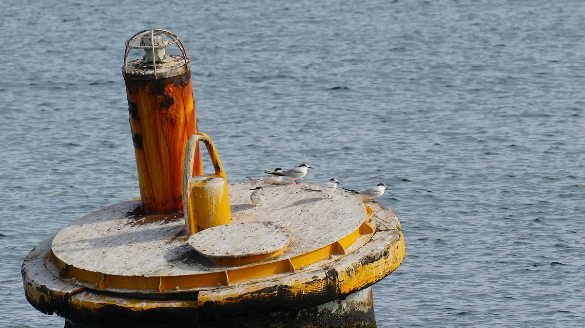 Common Tern - ML645351821
