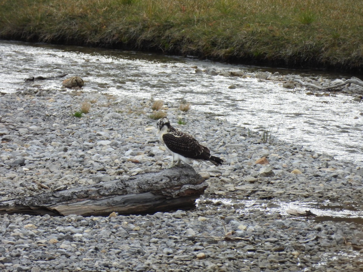 Osprey - ML645351824
