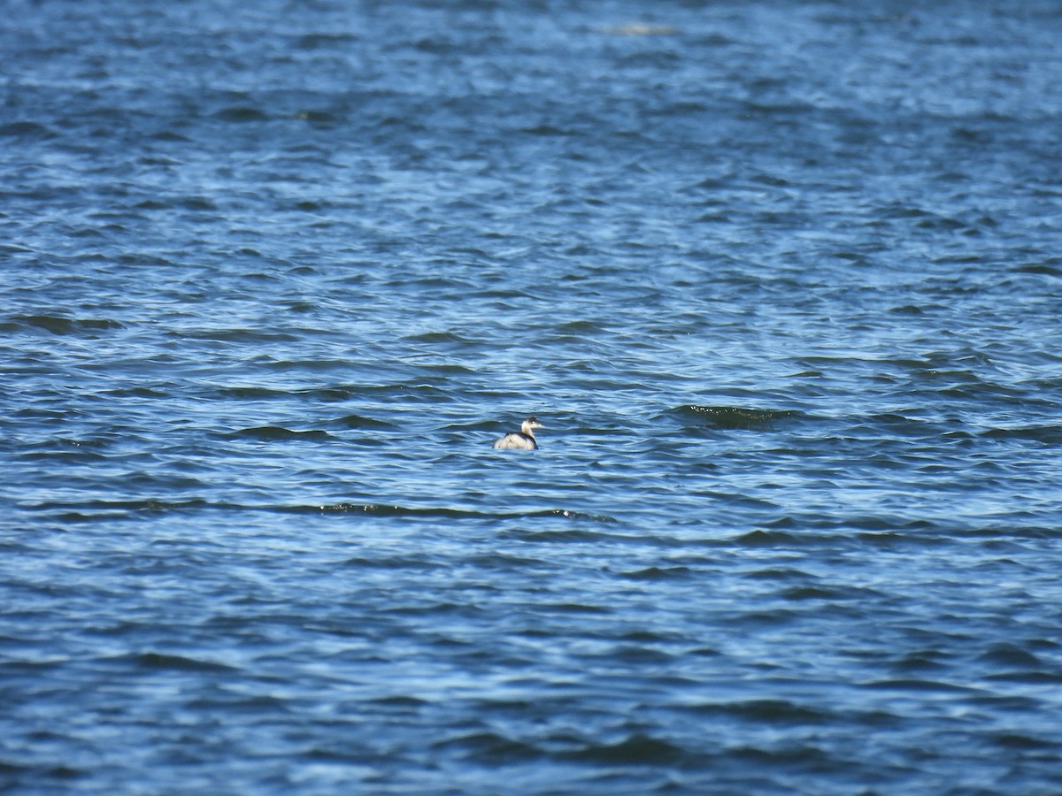 Eared Grebe - ML645351830