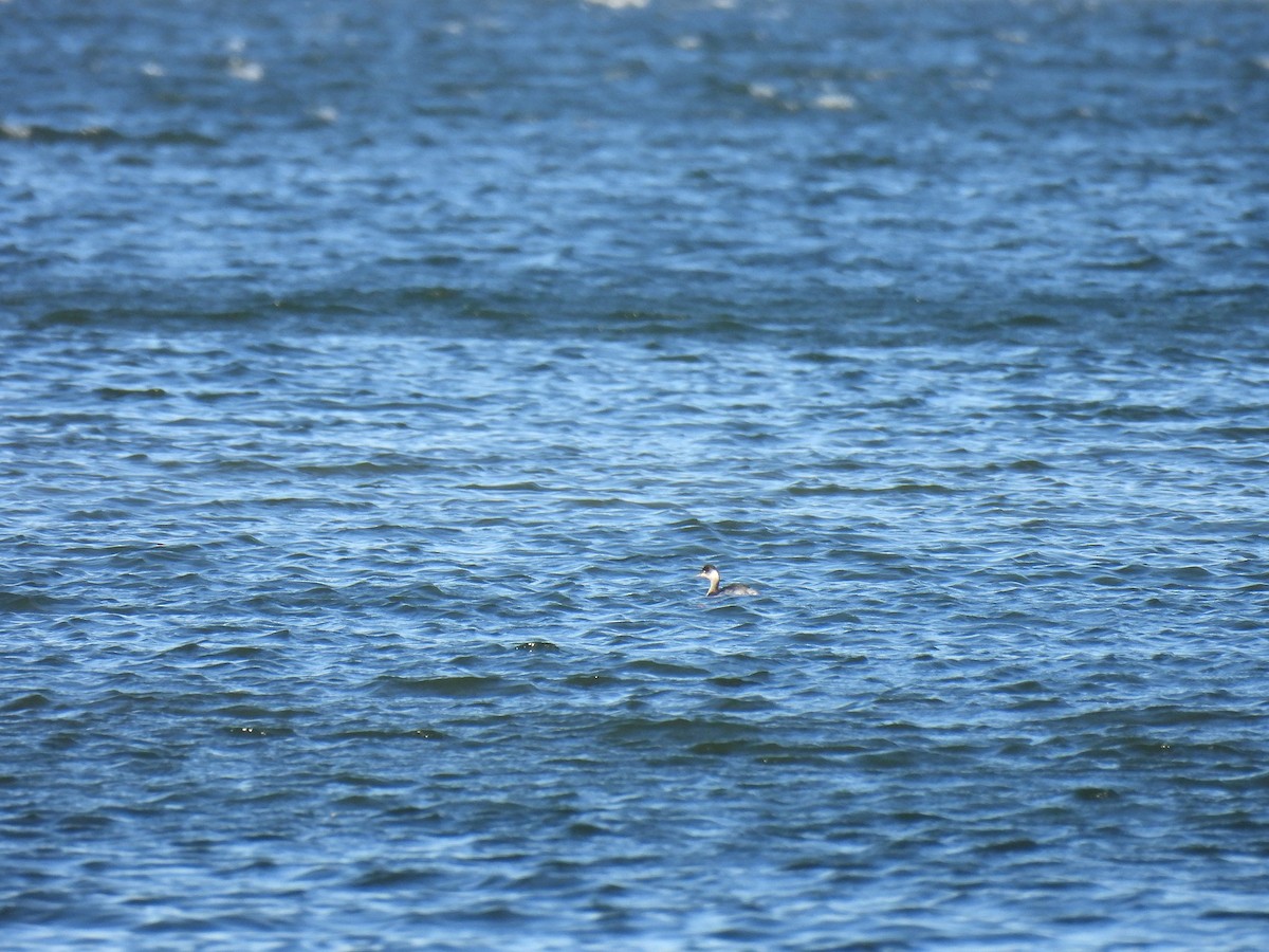 Eared Grebe - ML645351831