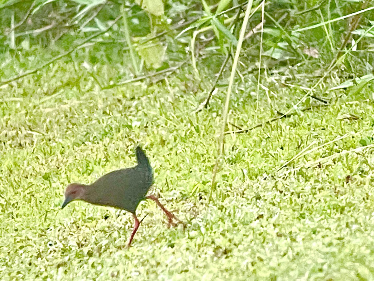 Ruddy-breasted Crake - ML645351832