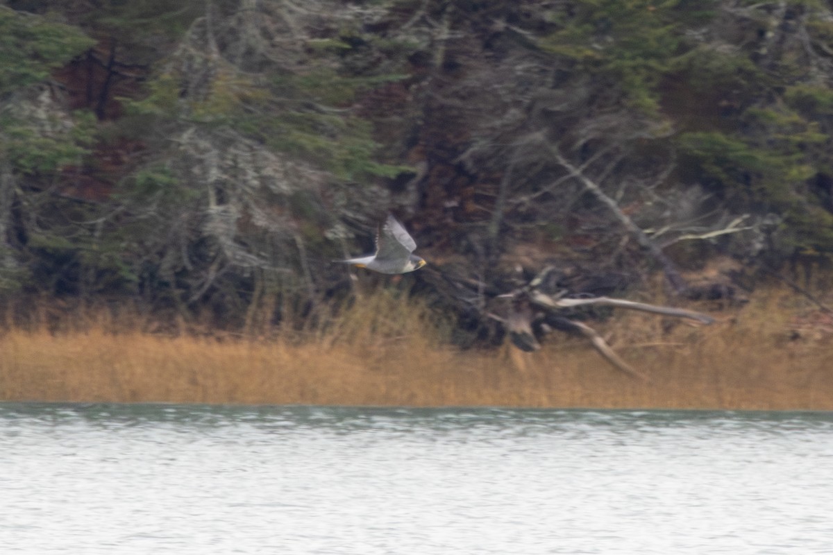 Peregrine Falcon - ML645351838