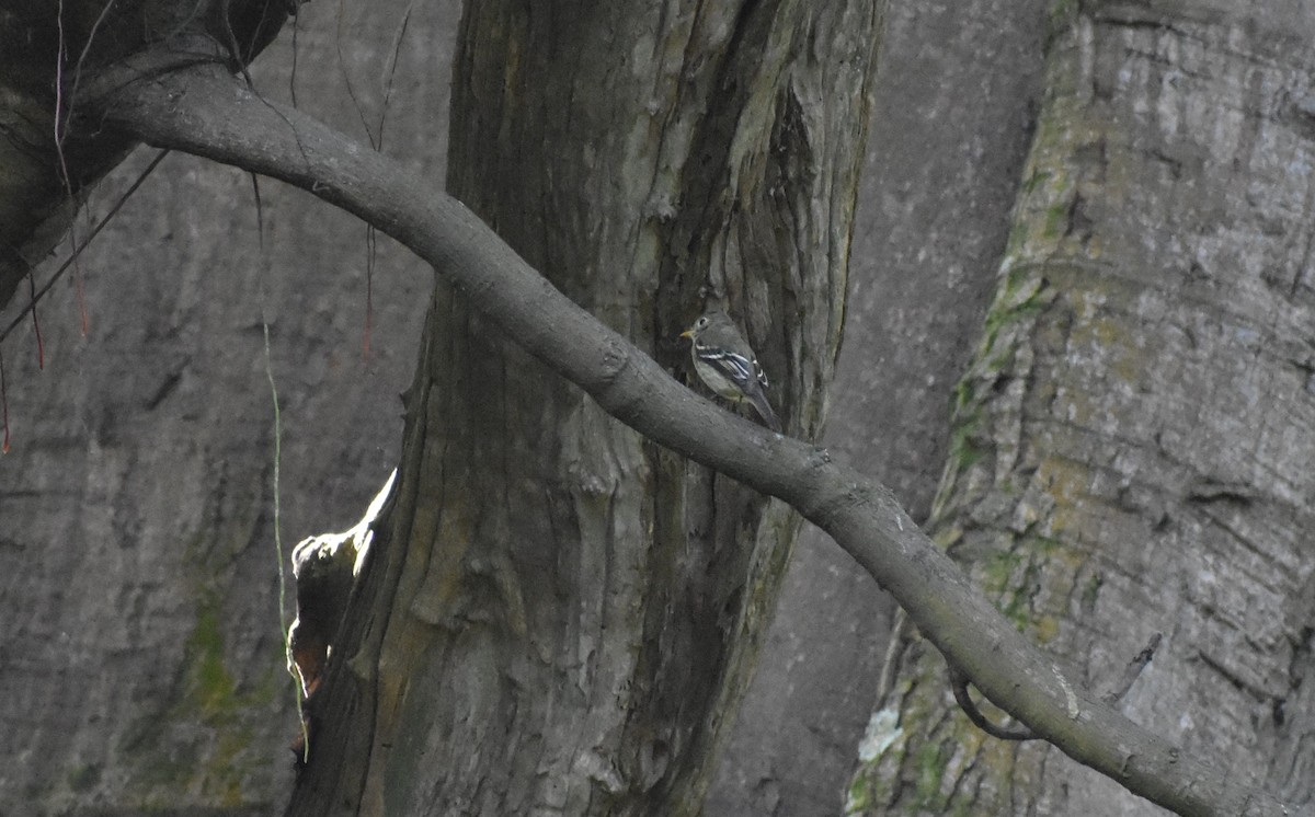 Mosquero Ventriamarillo - ML645351841