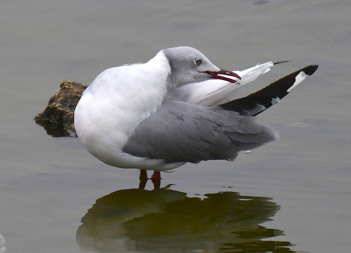 racek šedohlavý - ML645351848