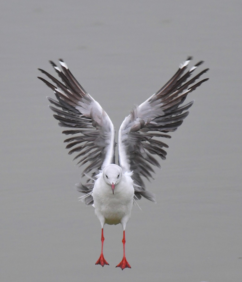 racek šedohlavý - ML645351860