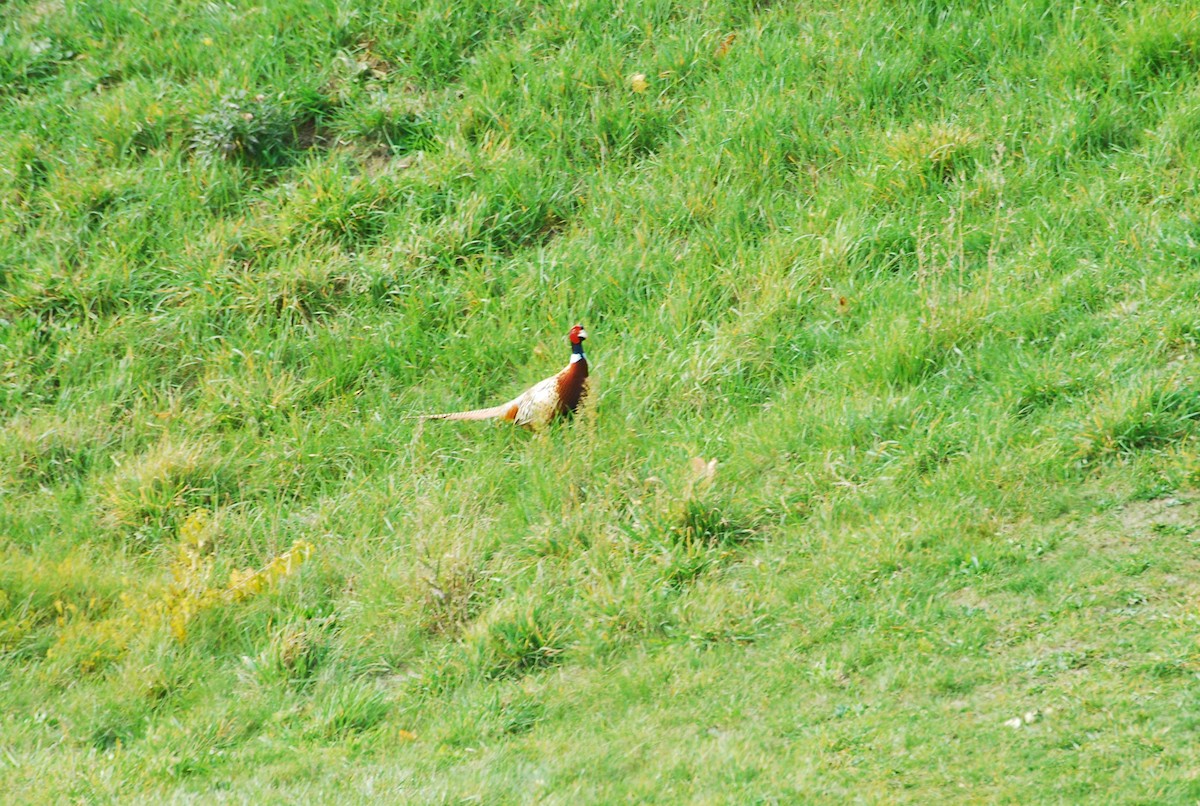 環頸雉 - ML645351868