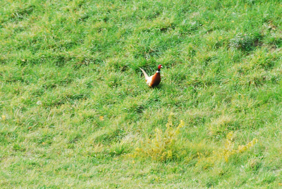 環頸雉 - ML645351869