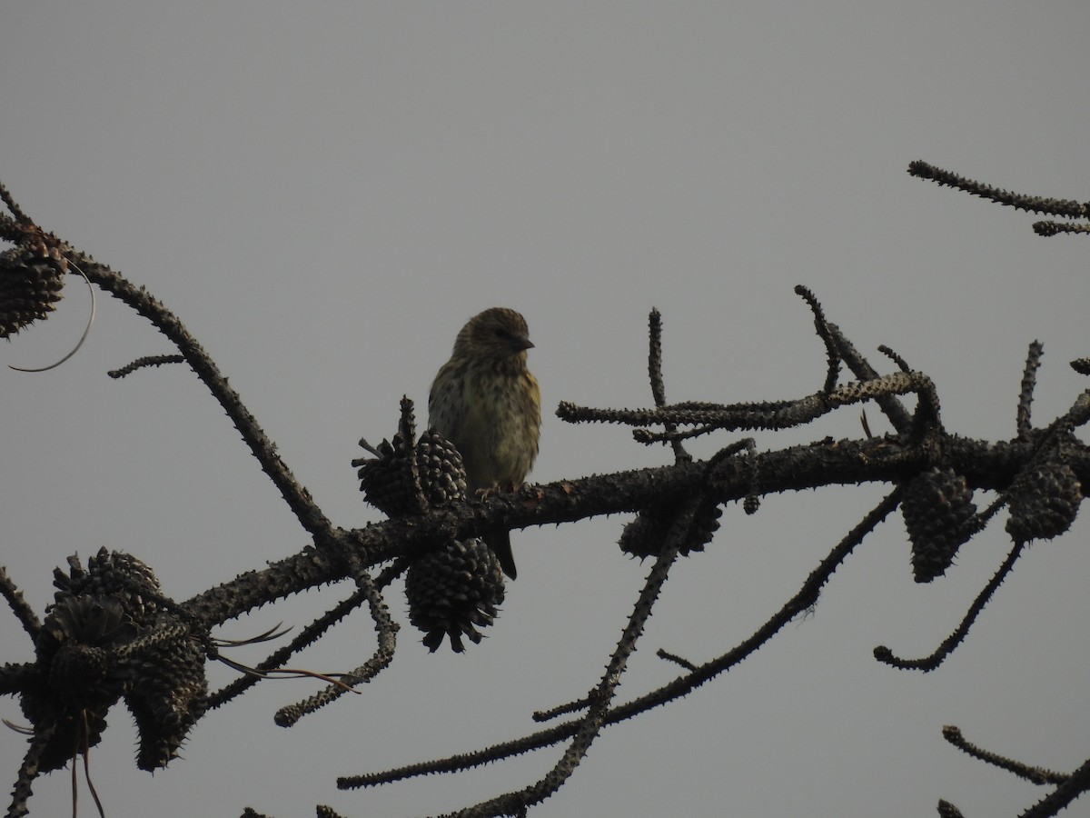 Pine Siskin - ML645351881
