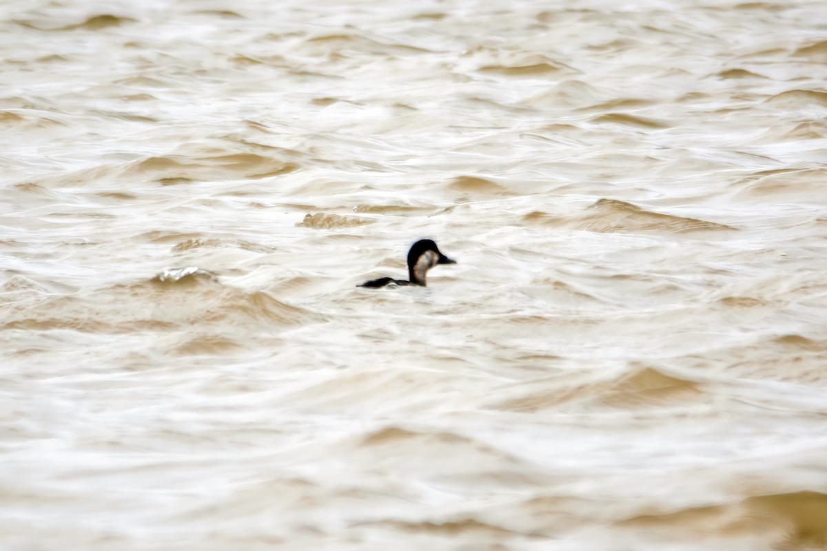 Common Scoter - ML645351894