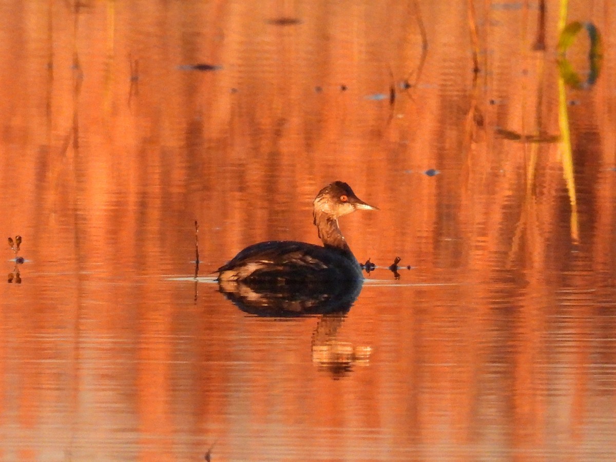 Eared Grebe - ML645351906