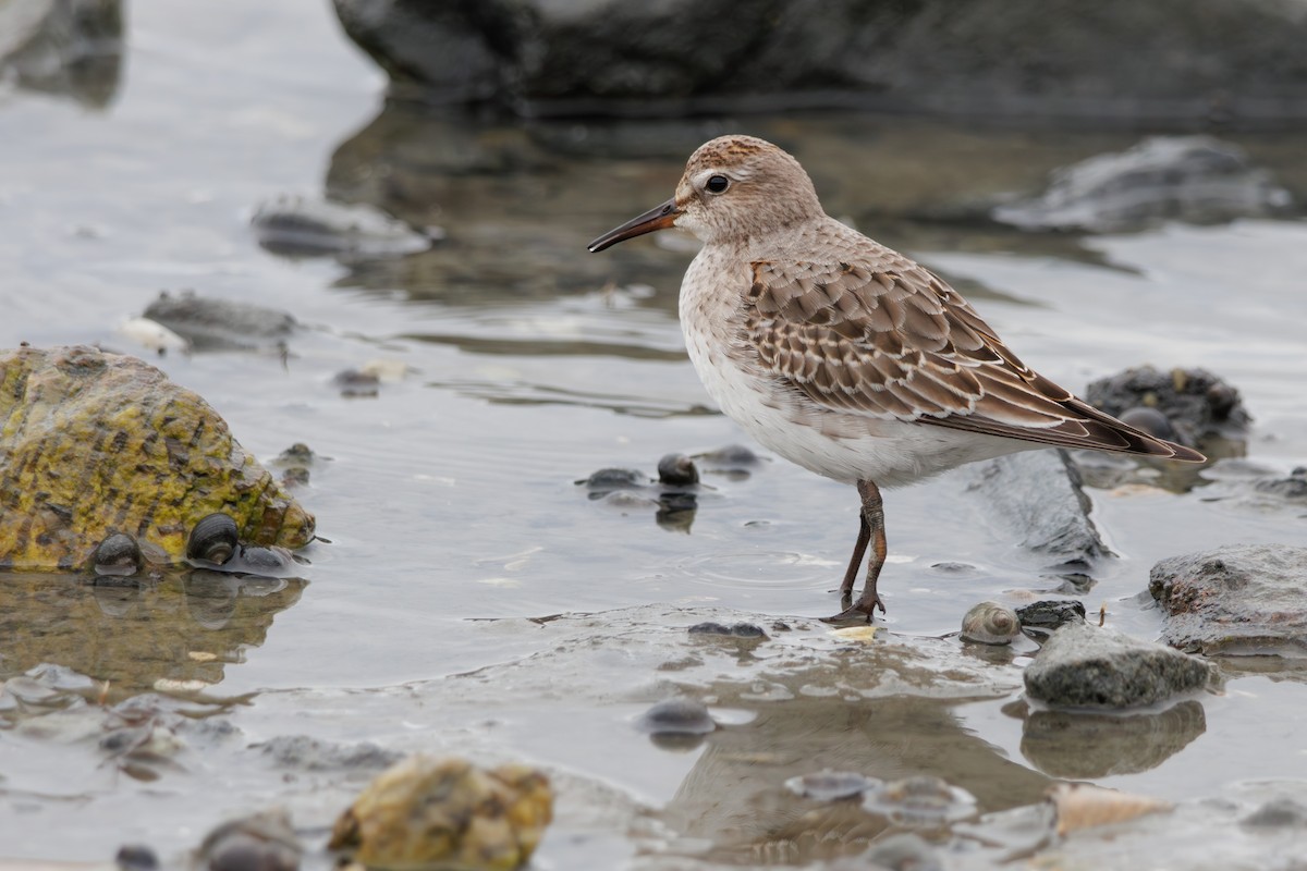 Бонапартов песочник - ML645351907