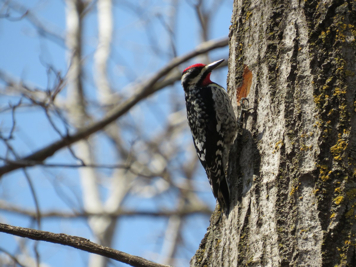 Yellow-bellied Sapsucker - ML645351909