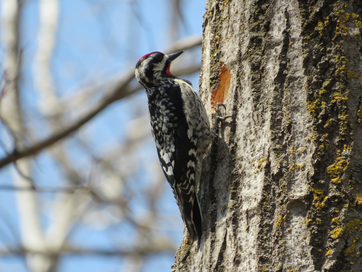 Yellow-bellied Sapsucker - ML645351911