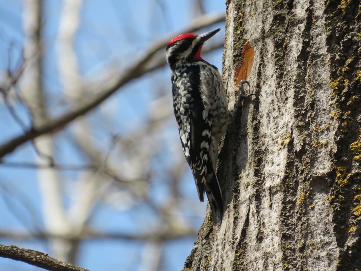 Yellow-bellied Sapsucker - ML645351912