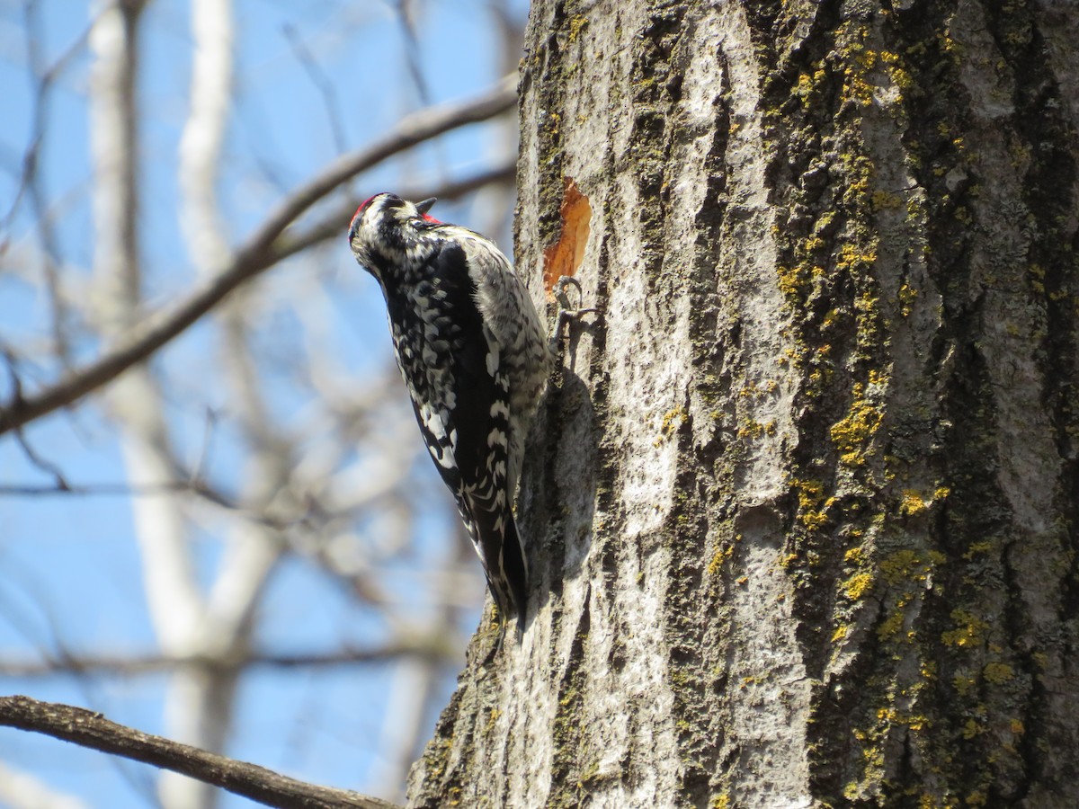 Yellow-bellied Sapsucker - ML645351913
