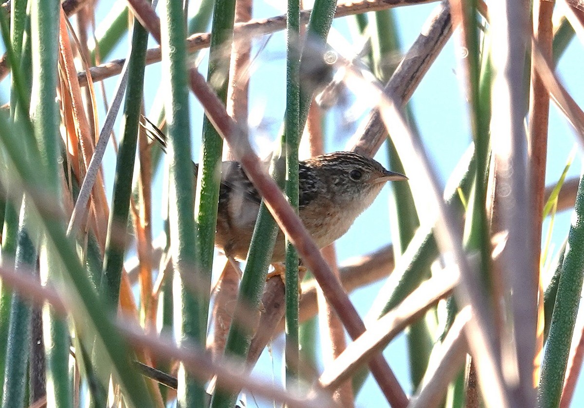 Sedge Wren - ML645351920