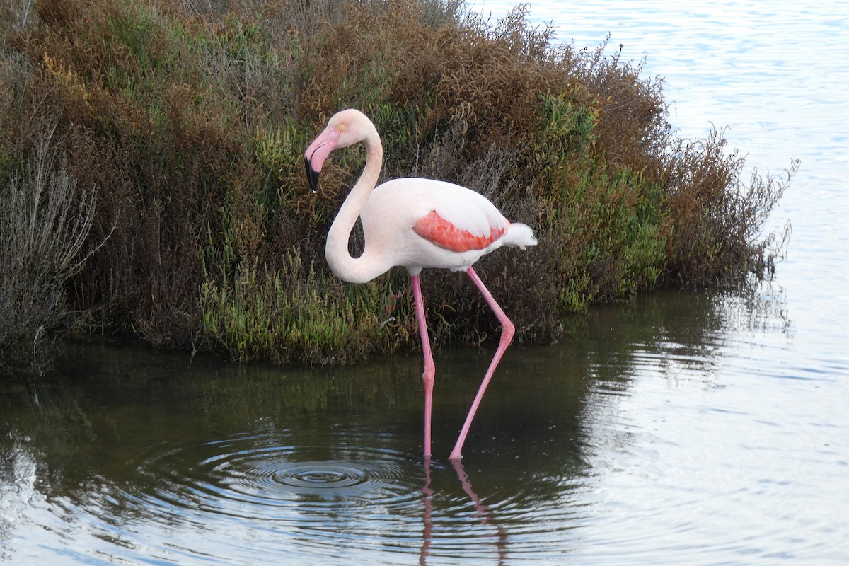 Ягаан нал - ML645351922