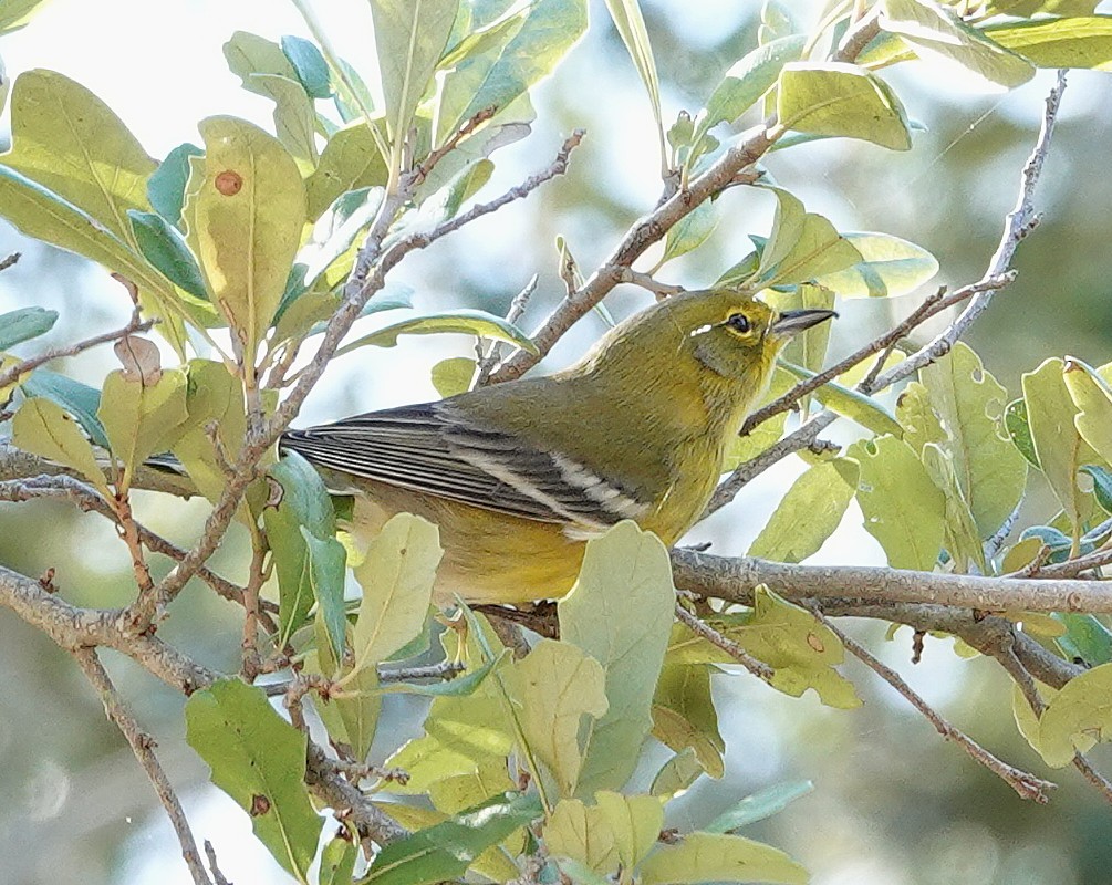 Pine Warbler - ML645351931
