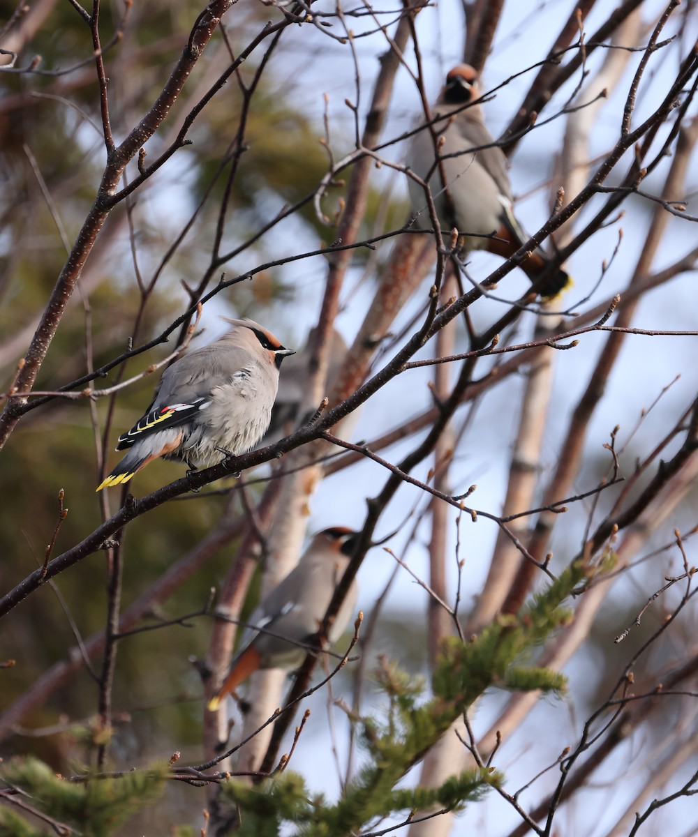 Bohemian Waxwing - ML645351933