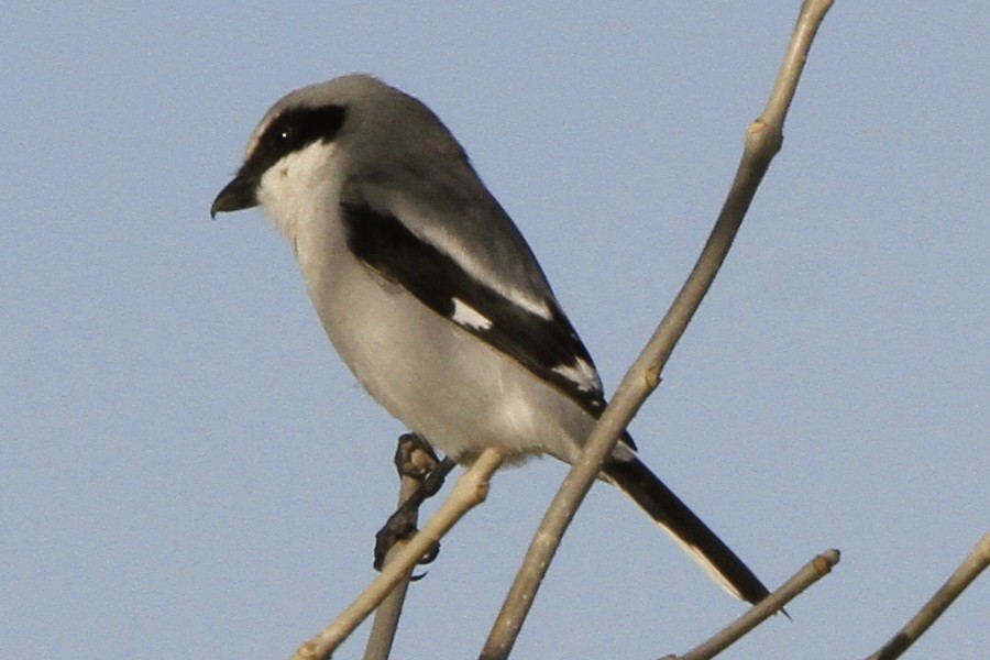 Loggerhead Shrike - ML645351936