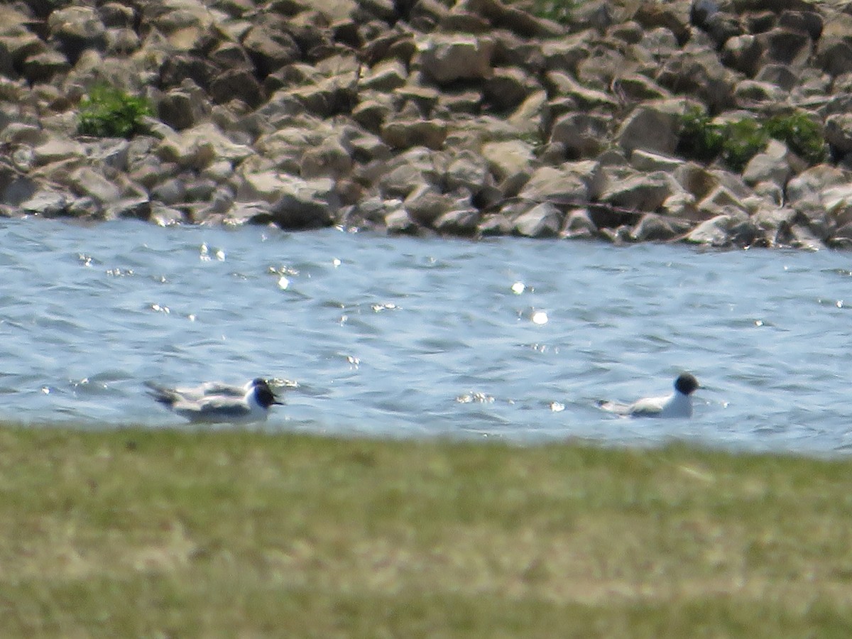 Bonaparte's Gull - ML645351937