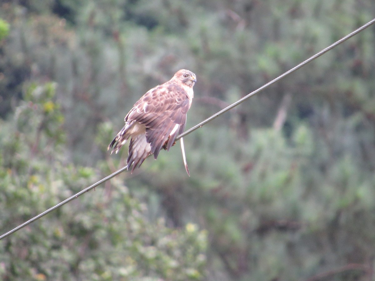 káně širokokřídlá - ML645351939