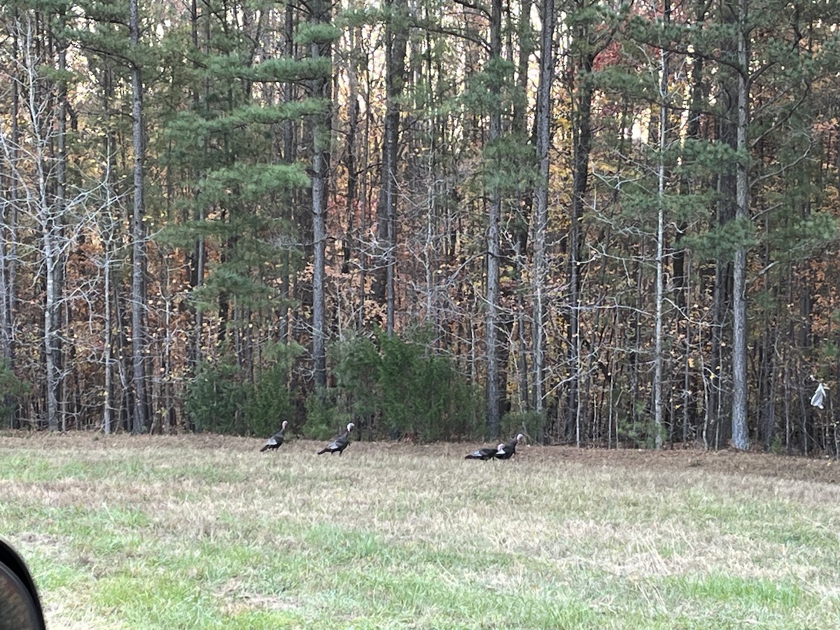 krocan divoký - ML645351942