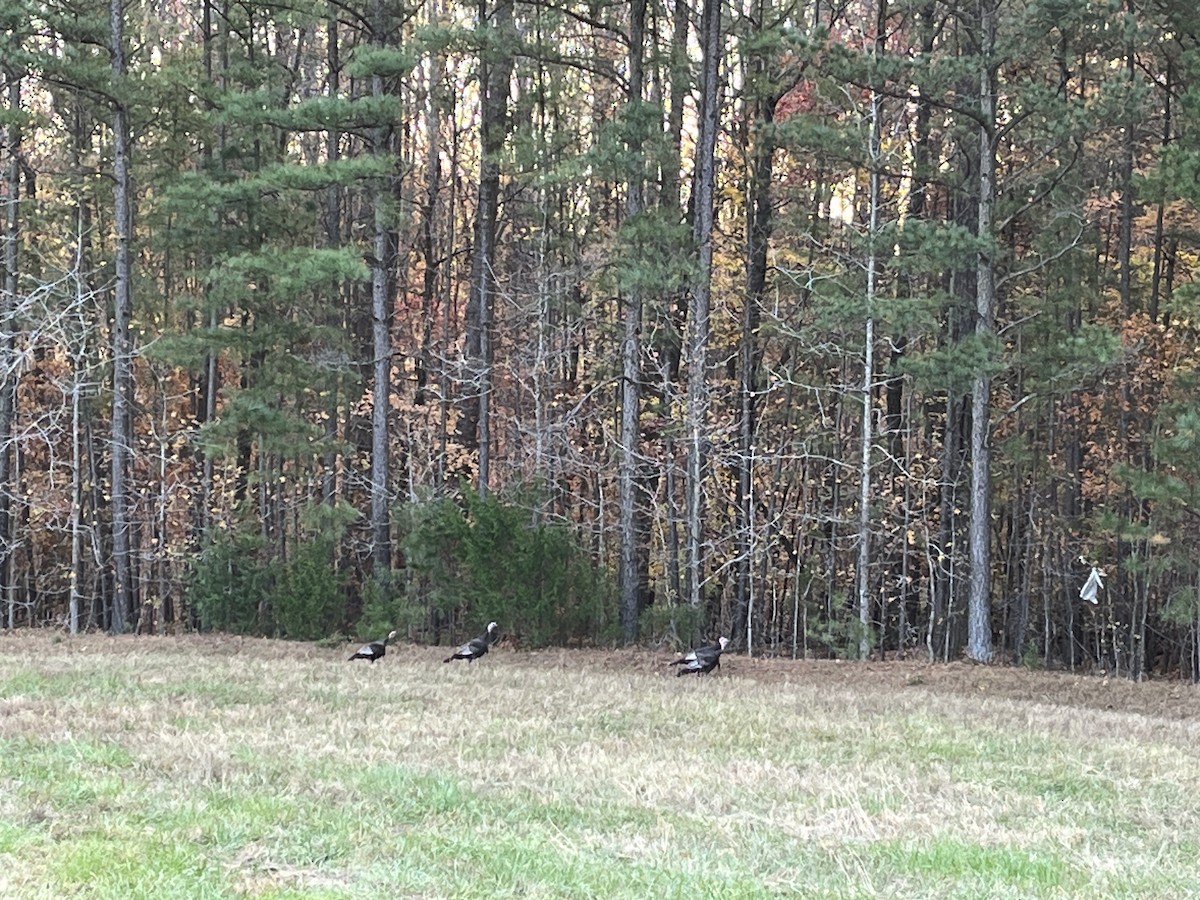 krocan divoký - ML645351944