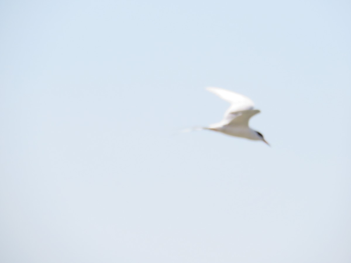 Forster's Tern - ML645351946