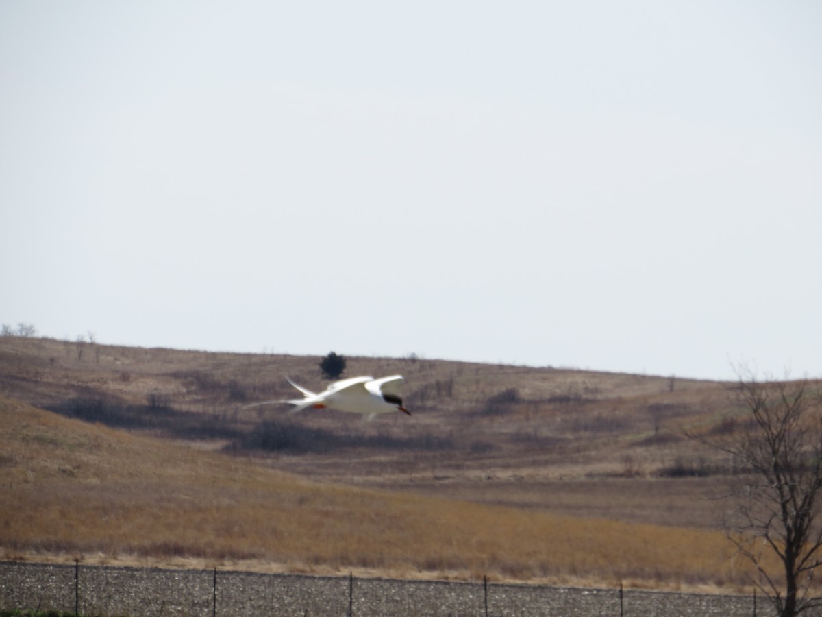 Forster's Tern - ML645351947