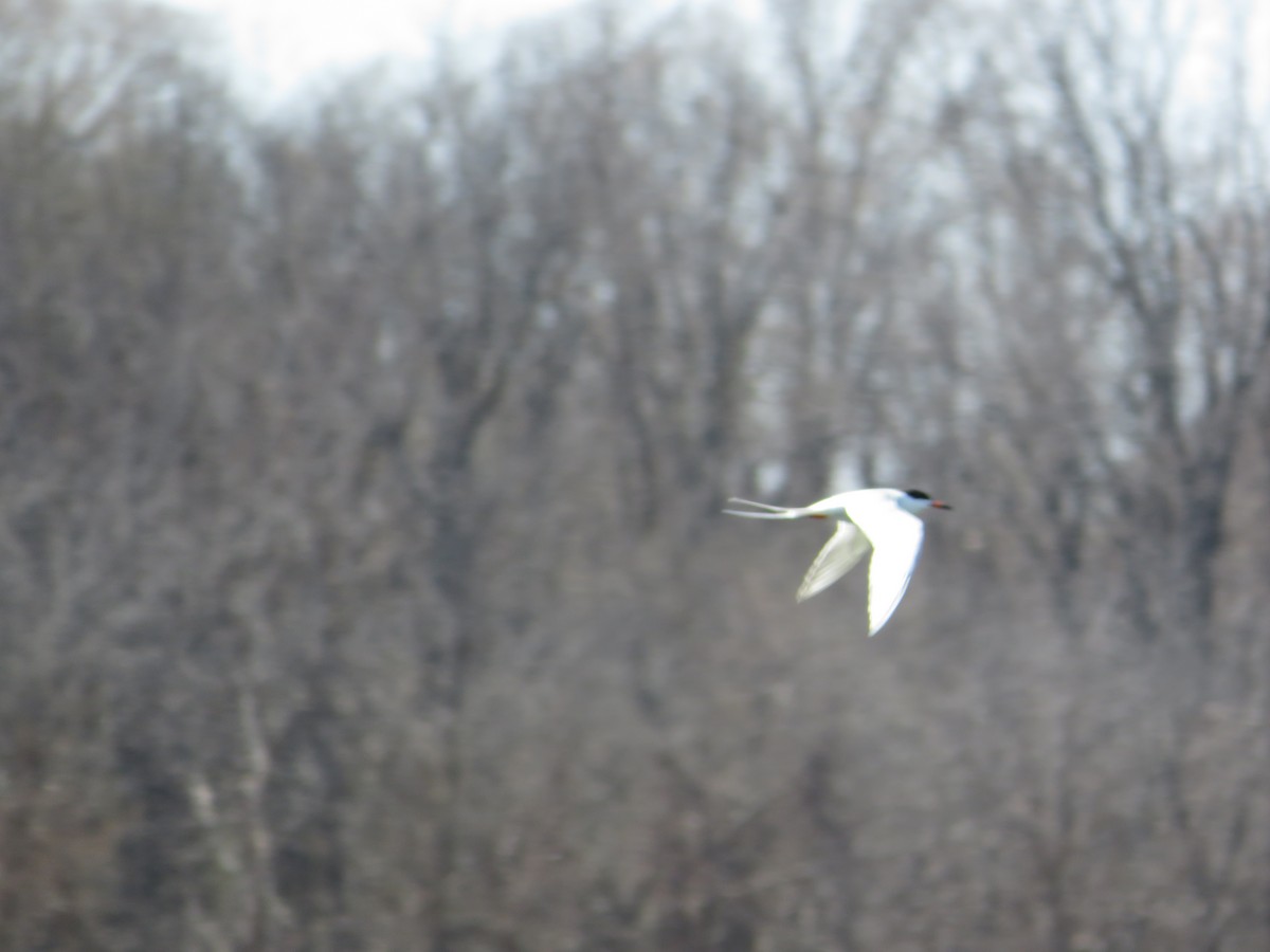 Forster's Tern - ML645351948