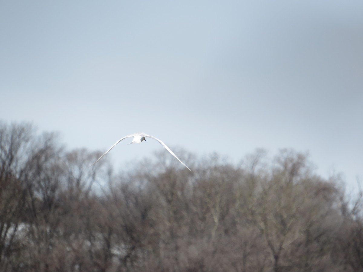 Forster's Tern - ML645351949