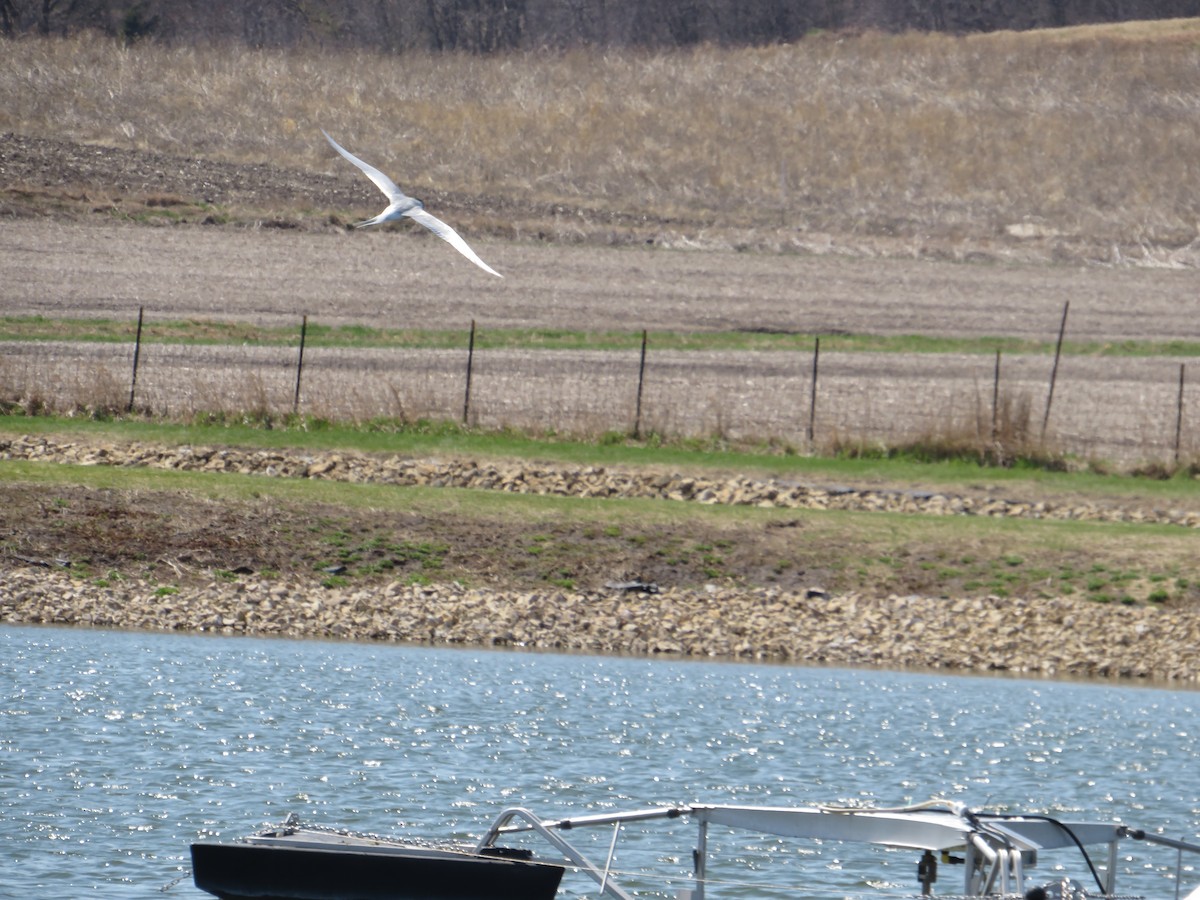 Forster's Tern - ML645351950