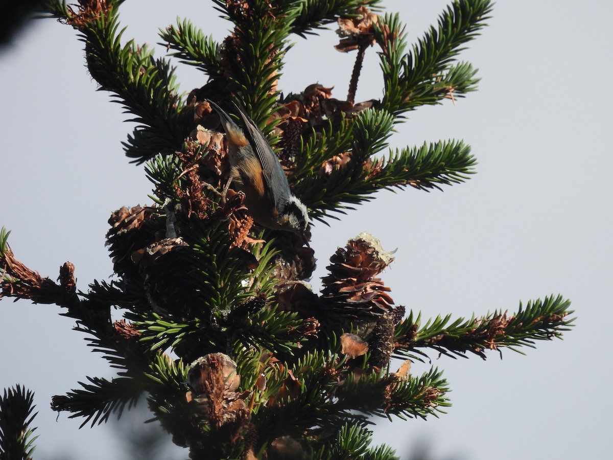 Red-breasted Nuthatch - ML645351951