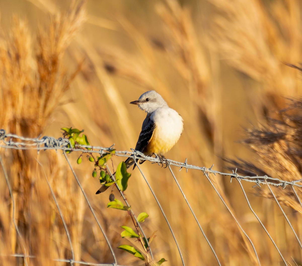 Scissor-tailed Flycatcher - ML645351956