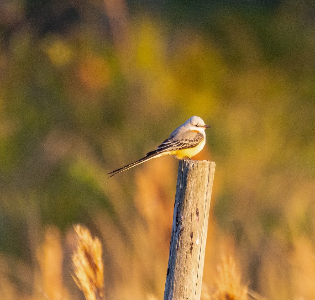 Scissor-tailed Flycatcher - ML645351957