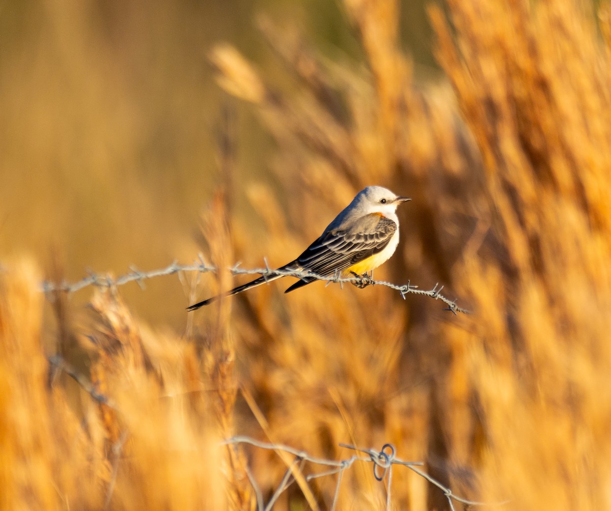 Scissor-tailed Flycatcher - ML645351958