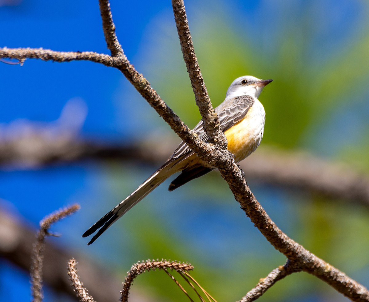 Scissor-tailed Flycatcher - ML645351961