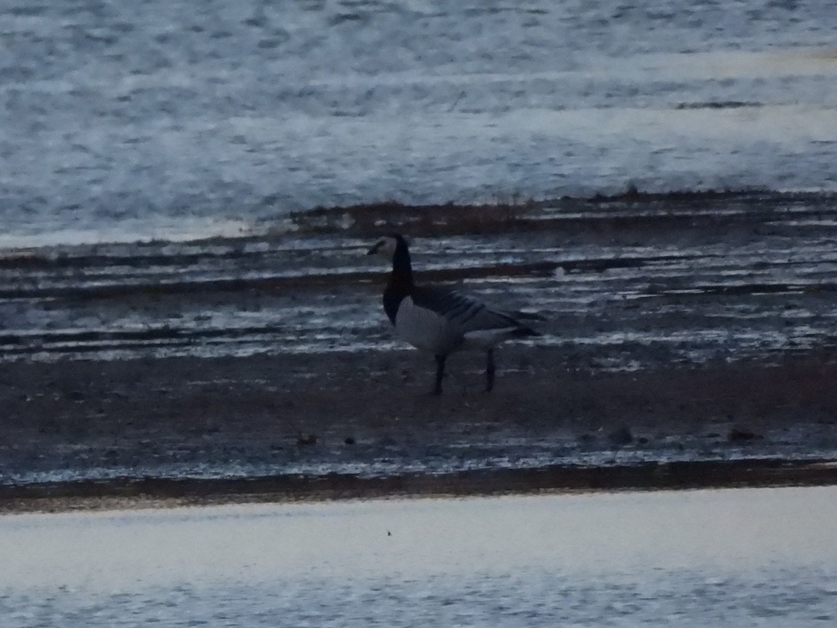 Barnacle Goose - ML645351963