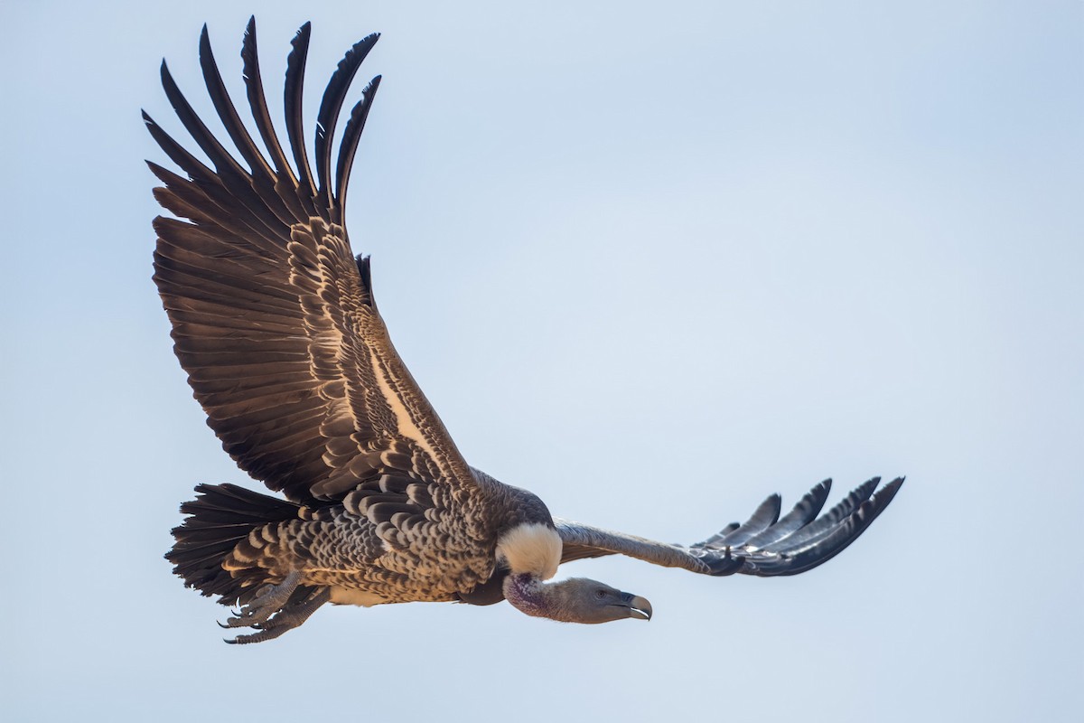 sup krahujový - ML645351970