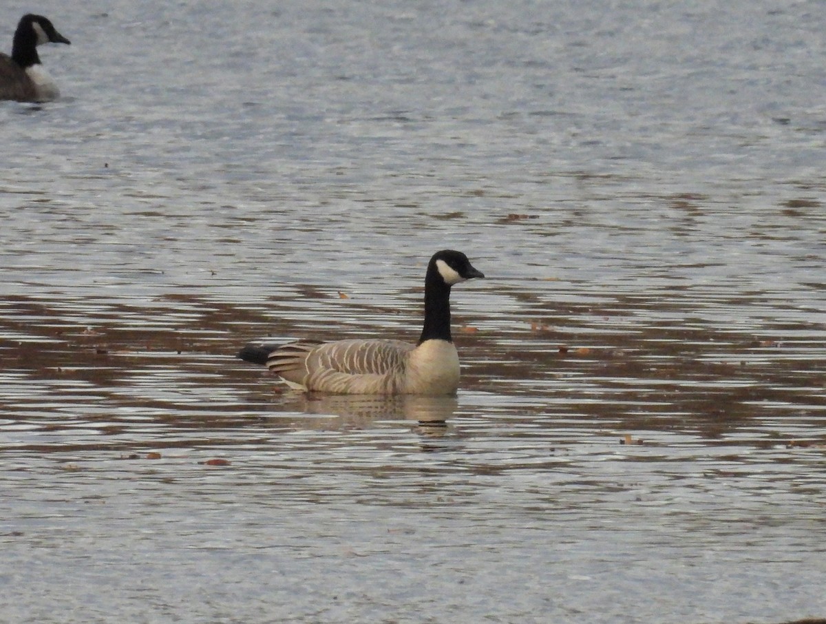 Cackling Goose - ML645351973