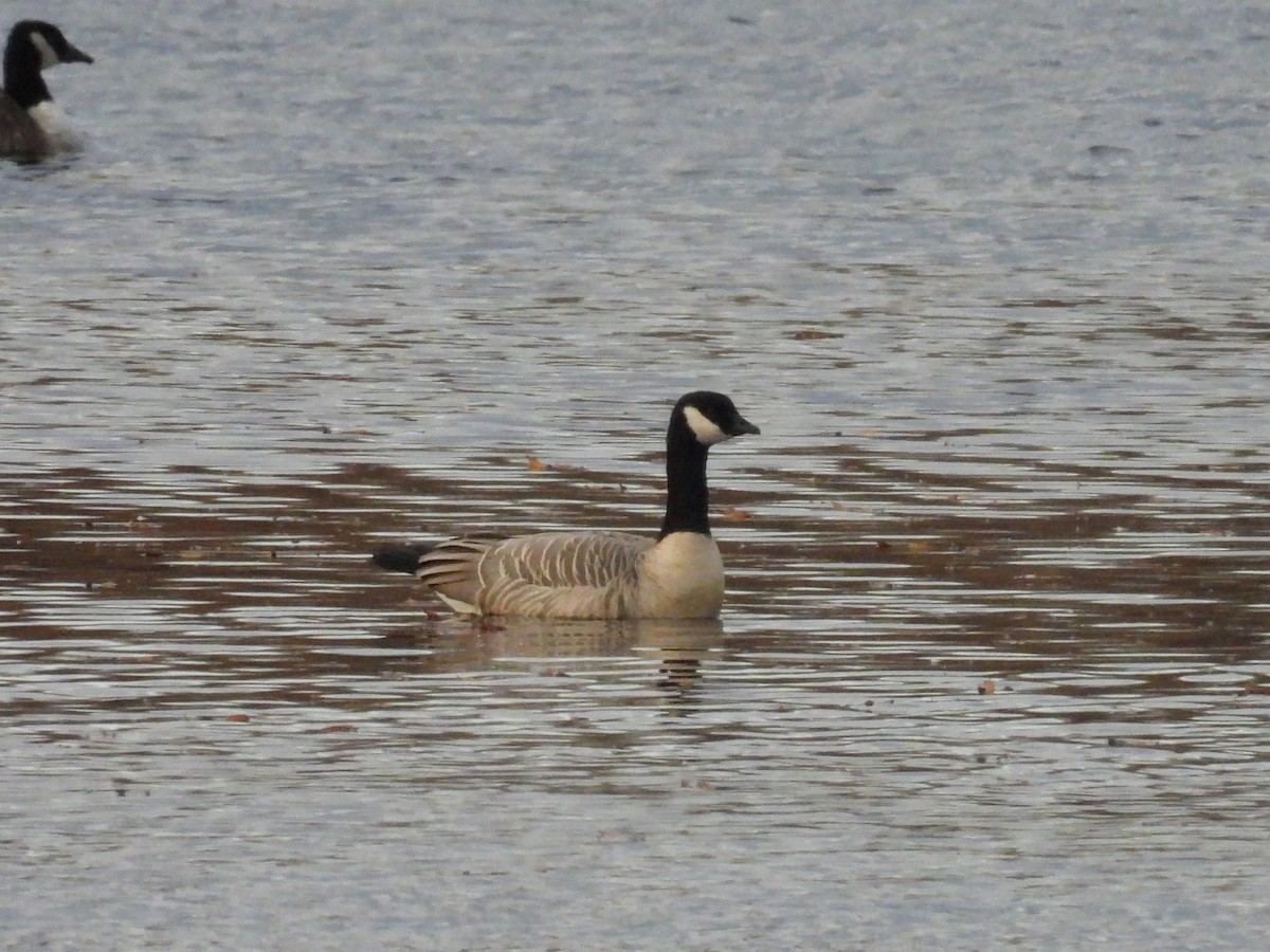 Cackling Goose - ML645351974