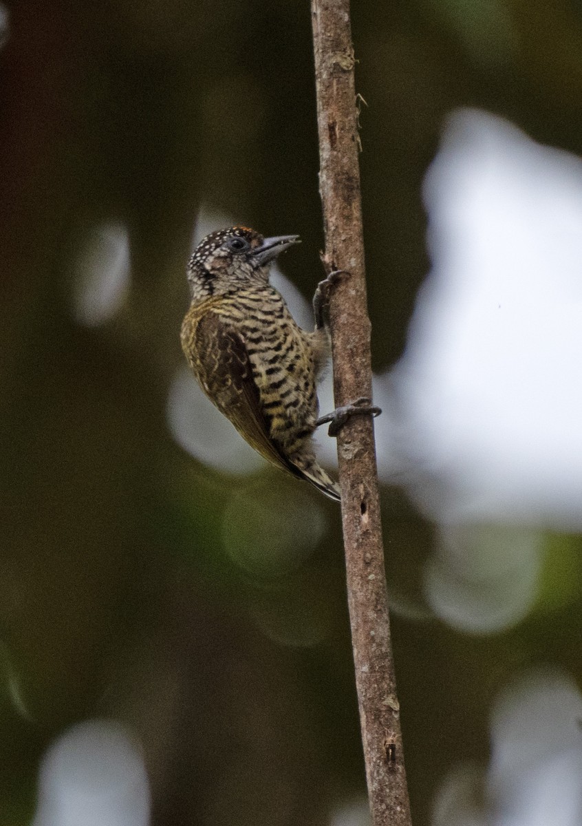 datlíček pruhovaný - ML645351980