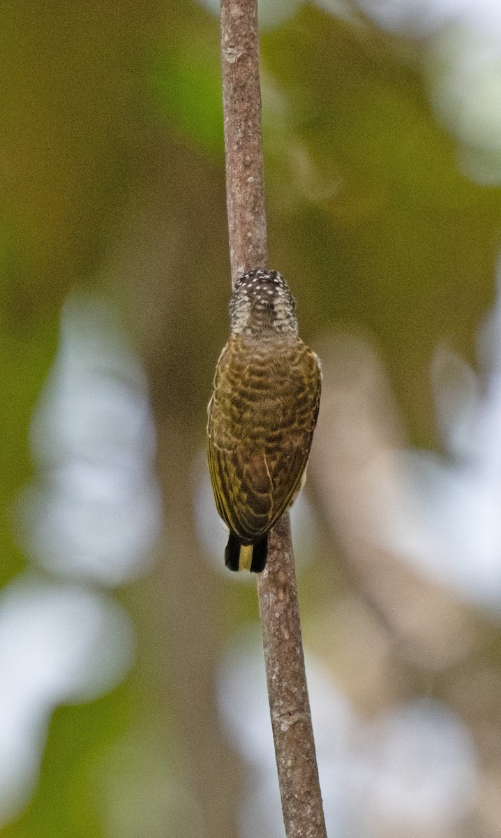 datlíček pruhovaný - ML645351981