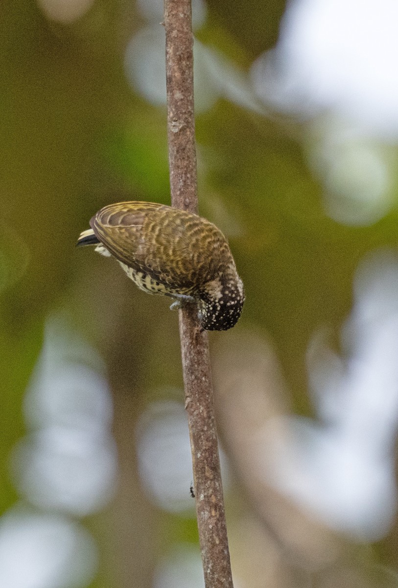 datlíček pruhovaný - ML645351982