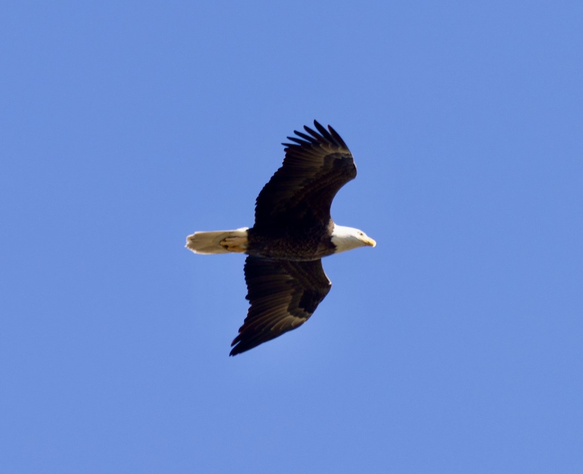 Bald Eagle - ML645351984