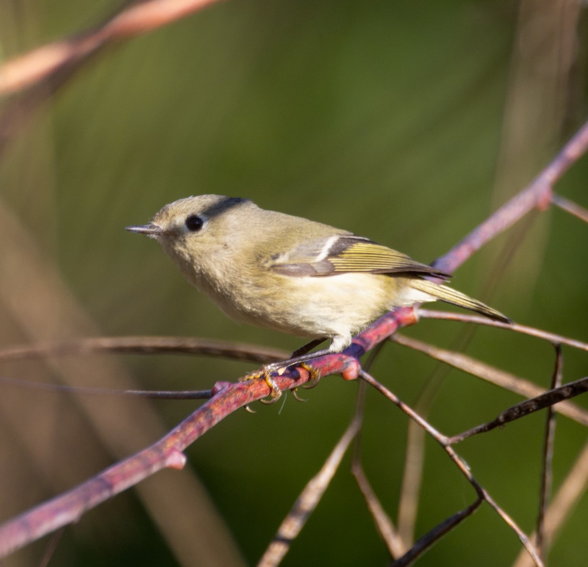 Ruby-crowned Kinglet - ML645352007