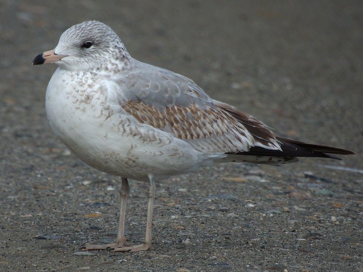 Ring-billed Gull - ML645352014