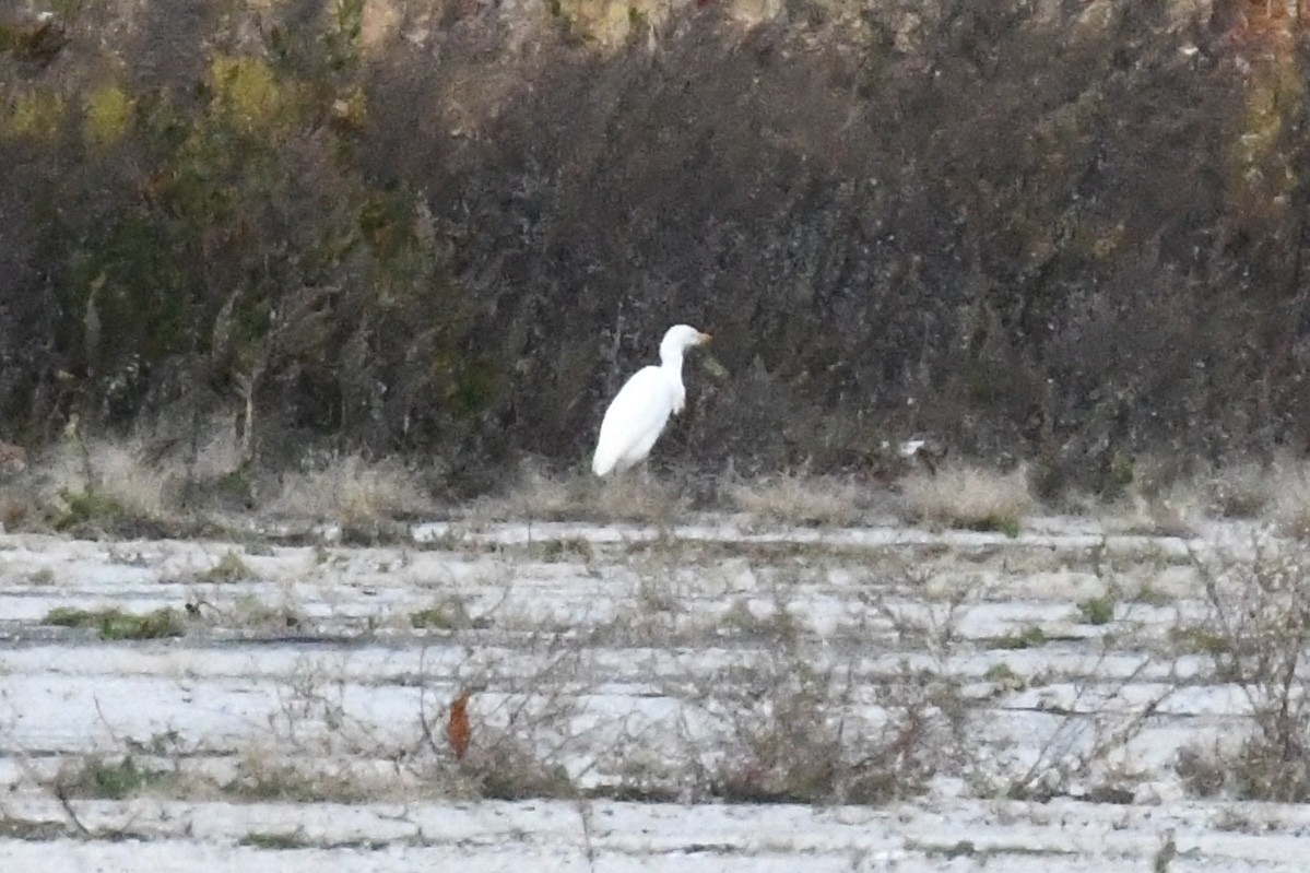 Western Cattle-Egret - ML645352015